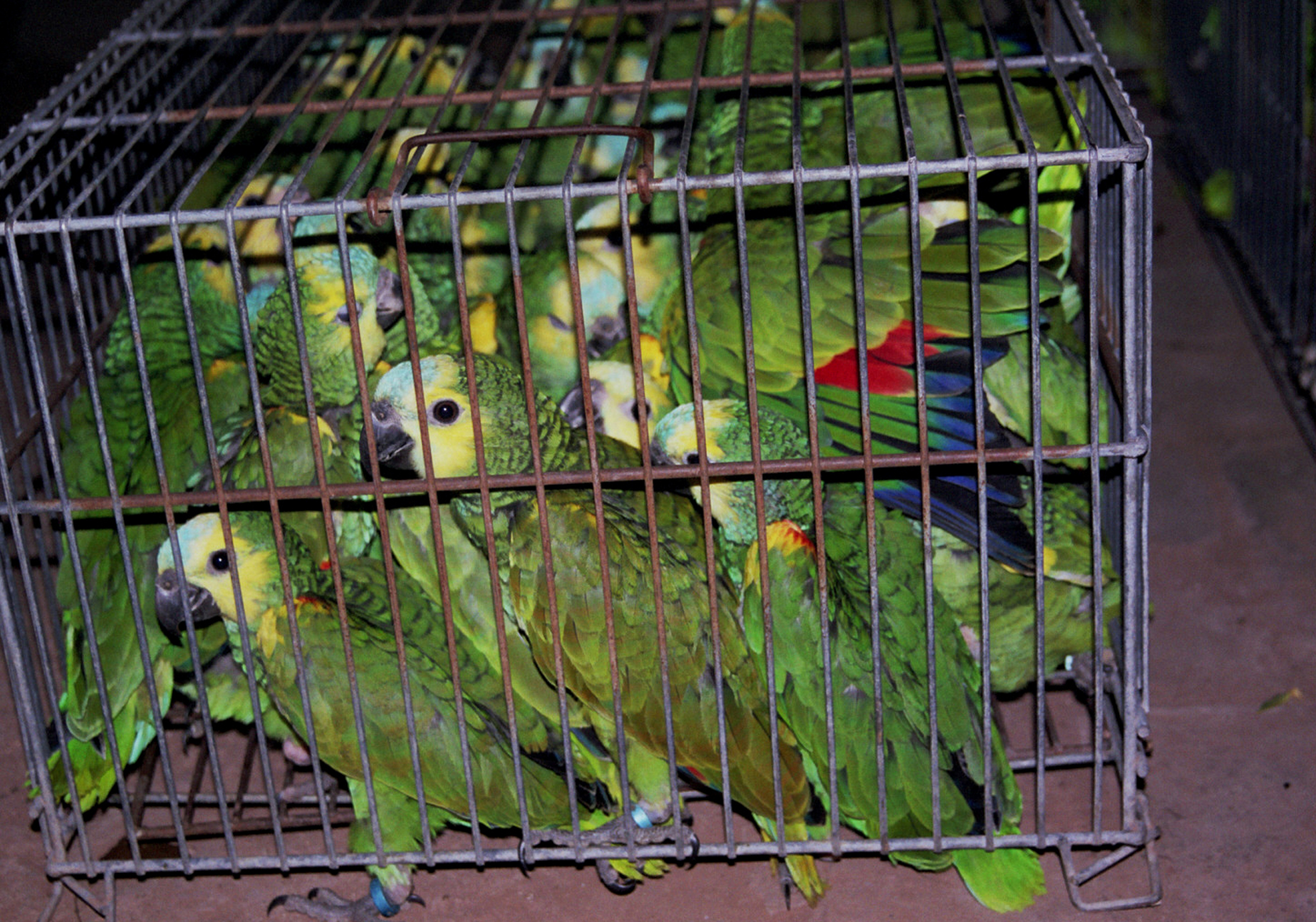 Parrots are the pets. Illegal trade of animals of Parrots. Обложка для ВК сообщества с птицами жако ар. Lots of Parrots to Cut. The illegal Pet trade.